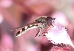 Platycheirus scutatus