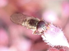 Platycheirus scutatus