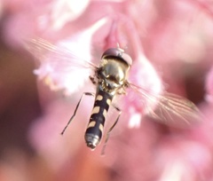Platycheirus scutatus