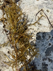 Sargassum fulvellum