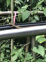 Takydromus formosanus