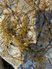 Sargassum fulvellum