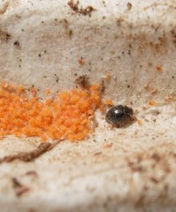 Stethorus gilvifrons