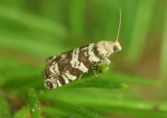 Epinotia tedella