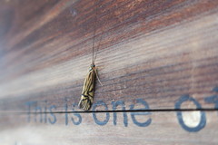 Macrostemum radiatum