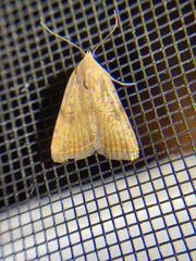 Micrathetis