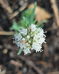 Spermacoce verticillata