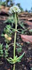 Spermacoce verticillata