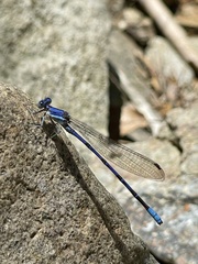 Argia munda