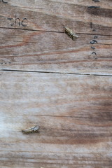 Macrostemum radiatum