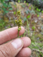Carex wiegandii