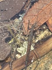 Ranatra quadridentata