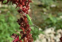 Peucetia formosensis