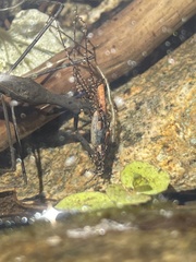 Ranatra quadridentata