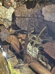 Ranatra quadridentata