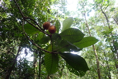 Gardenia oudiepe