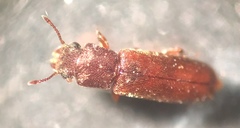 Lyctinae