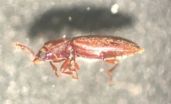 Lyctinae