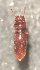 Lyctinae