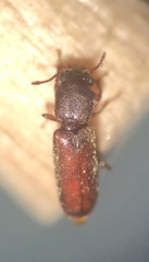 Lyctinae