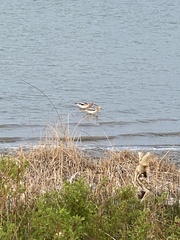 Recurvirostra americana