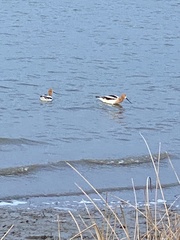 Recurvirostra americana