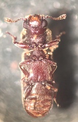 Lyctinae