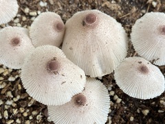 Leucocoprinus ianthinus