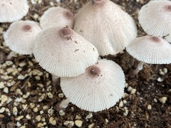 Leucocoprinus ianthinus