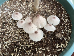 Leucocoprinus ianthinus