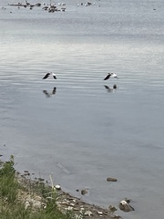 Recurvirostra americana