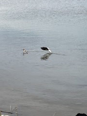 Recurvirostra americana