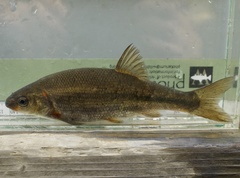 Hesperoleucus venustus subditus