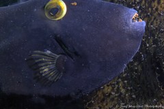 Eubalichthys bucephalus