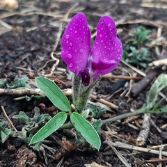 Cologania