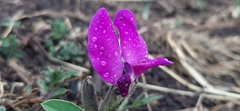 Cologania