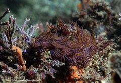 Pteraeolidia ianthina
