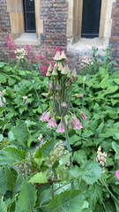 Allium siculum