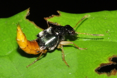 Plociopterus