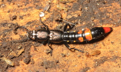 Taenodema