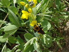 Bombus nevadensis