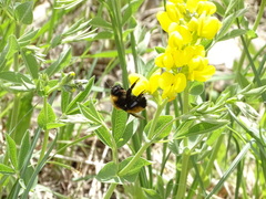 Bombus nevadensis