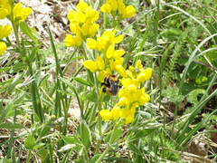 Bombus nevadensis
