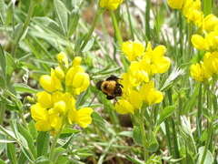 Bombus nevadensis