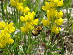 Bombus nevadensis