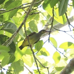 Arachnothera flavigaster