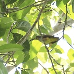 Arachnothera flavigaster