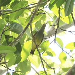 Arachnothera flavigaster