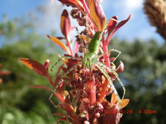 Peucetia formosensis