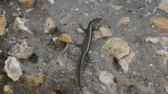 Cryptoblepharus africanus